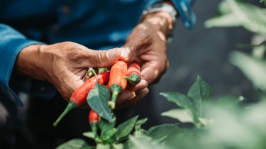 Gros plan des mains d'un fermier tenant des piments chili