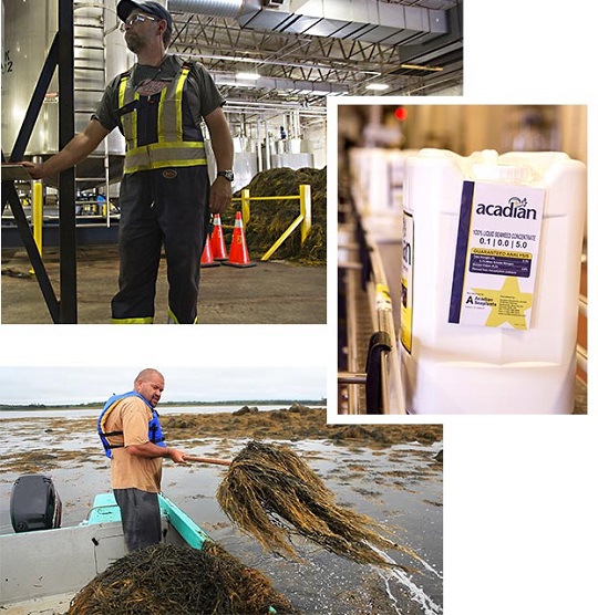 Collage de trois images montrant un employé dans l’usine, un produit arborant le logo d’Algues Acadiennes et un employé récoltant des algues.