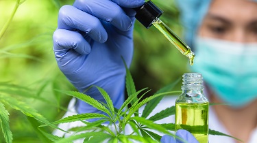 Des scientifiques entourés de plants de marijuana déposent de l’huile de cannabis au compte-gouttes dans une bouteille.