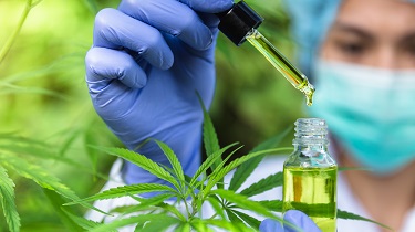 Scientist squeezing a dropper of cannabis oil into a bottle surrounded by marijuana plants