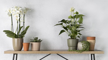 Beautiful potted orchids and other plants on a console table