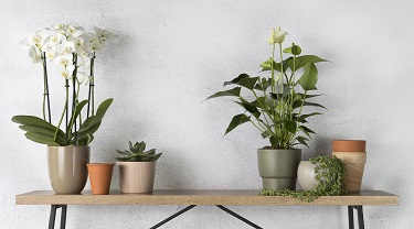 Orchidées et autres plantes joliment présentées dans des pots sur une table d’applique