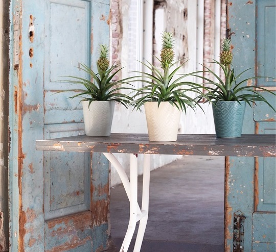 Three potted pineapple lilies artfully arranged in front of rustic blue doors