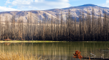 Un pompier à Cache Creek, en Colombie-Britannique, allume un contre-feu pour lutter contre un violent incendie de forêt.