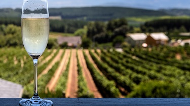 Chilled glass of ice wine with vineyard in background.