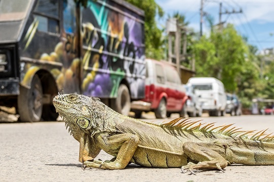 Iguane avec en arrière-plan un camion couvert de graffitis