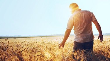 Silhouette d’un agriculteur dans un champ de blé doré.