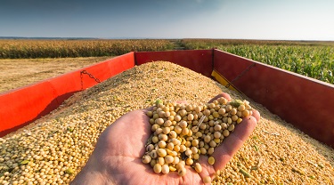 Human hand holds soybeans in field.