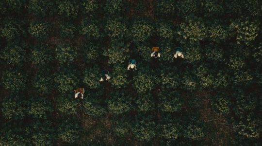 Above view of four coffee pickers holding baskets among Coffea plants, with grouped foliage.