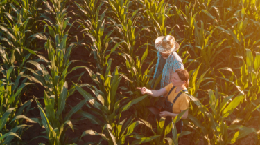 Man and woman standing in a cornfield