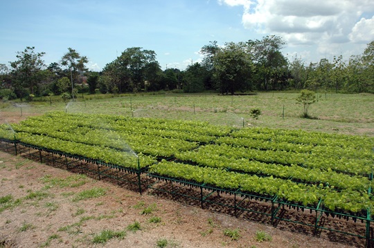 Viridis Terra revitalise des terres et des forêts dégradées partout dans le monde.