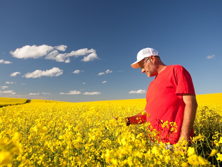 Male farmer inspects canola crop.