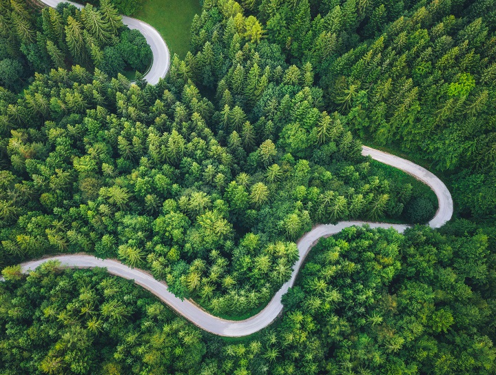 Road winds through lush green forest
