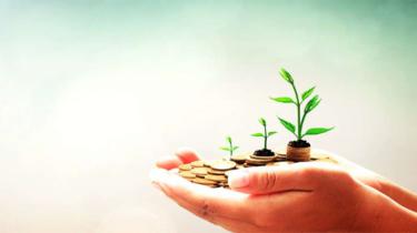 Three houseplants of different sizes, demonstrating growth