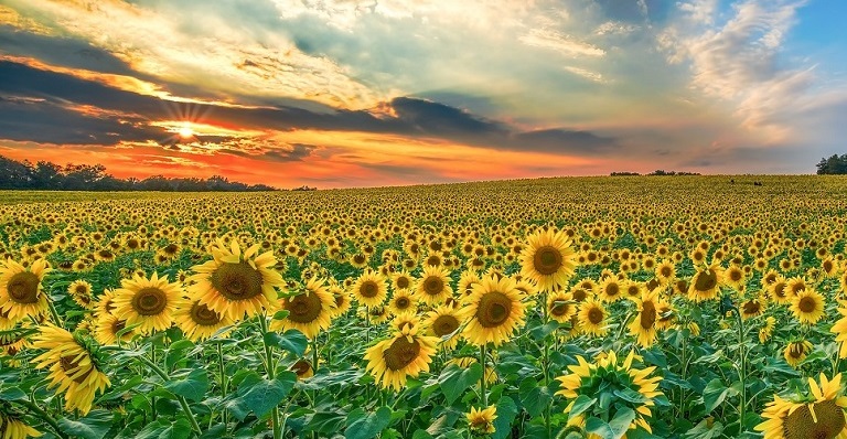 Sunset and field of sunflowers