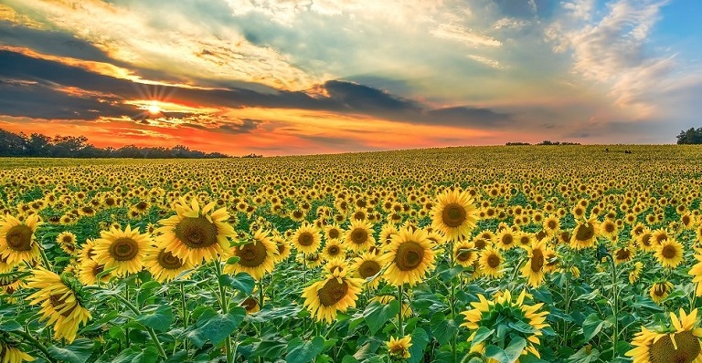 Coucher de soleil sur un champ de tournesols