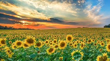 Field of sunflowers