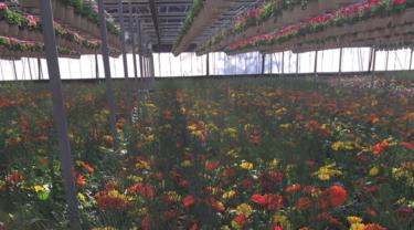 Exportations dans l’industrie de la floriculture