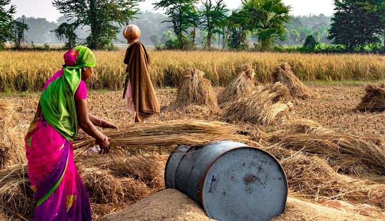 Image de femmes qui travaillent dans un champ