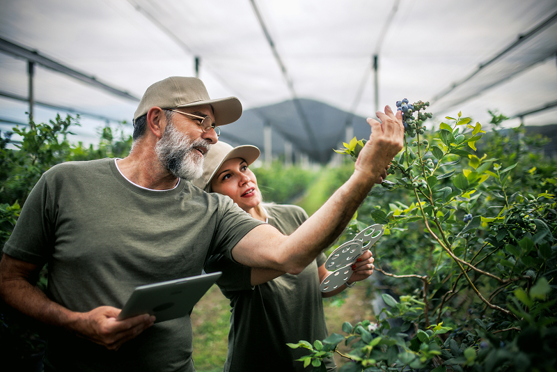 Two people inspecting plants in a greenhouse, using a tablet and measurement tool.