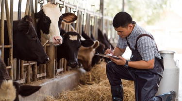 Farmer kneels in a dairy barn, recording information about individual cows as part of herd management.