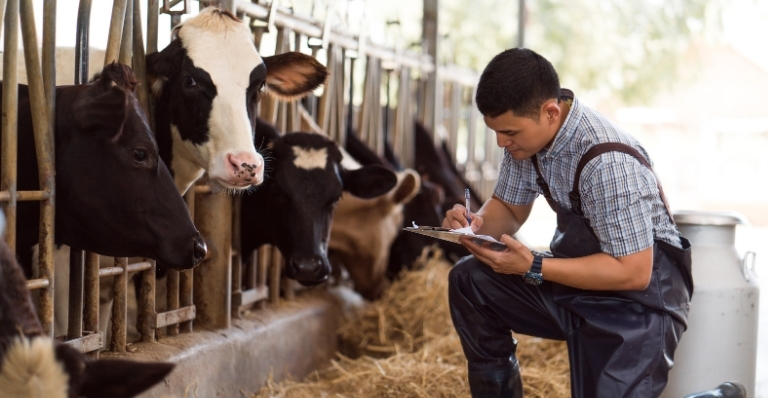 Farmer kneels in a dairy barn, recording information about individual cows as part of herd management.