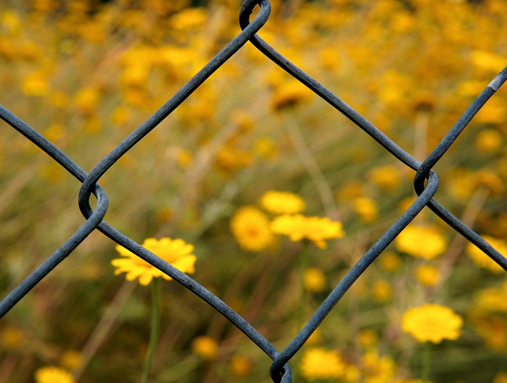 Cold chain-link fence on one side with pretty garden on the other.