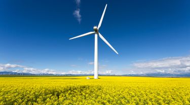 Une éolienne dans un champ de colza.