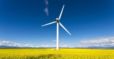 Une éolienne dans un champ de colza.