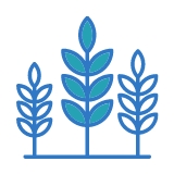Icon of crops