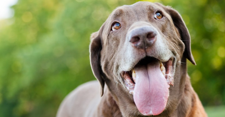 Dog looking happy