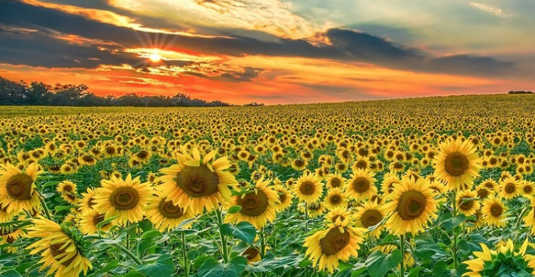 Field of sunflowers