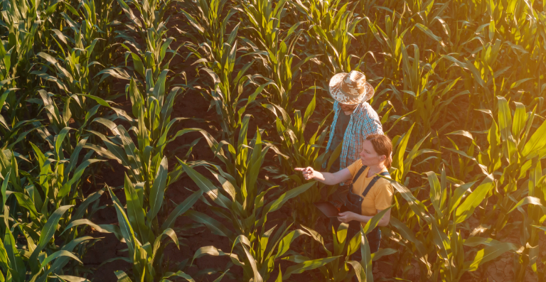 Man and woman standing in a cornfield