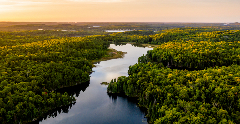 River running through pine forest