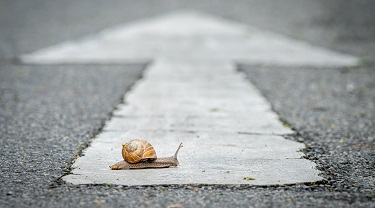 Un escargot traverse une route où se trouve un panneau arborant une flèche pointant droit devant.
