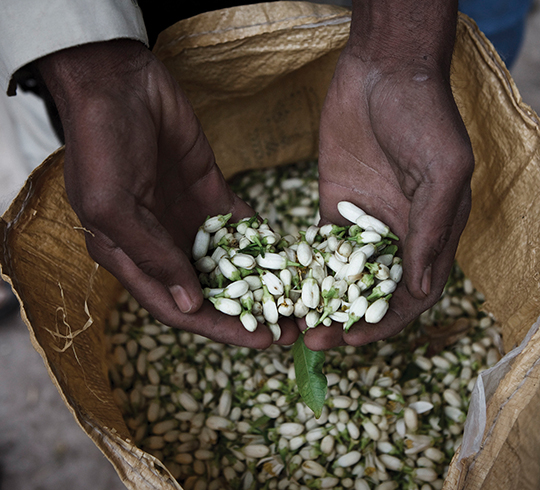 A farmer's hands holding harvested seeds